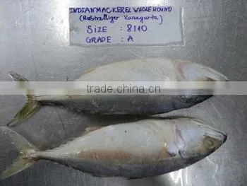 Indian Mackerel