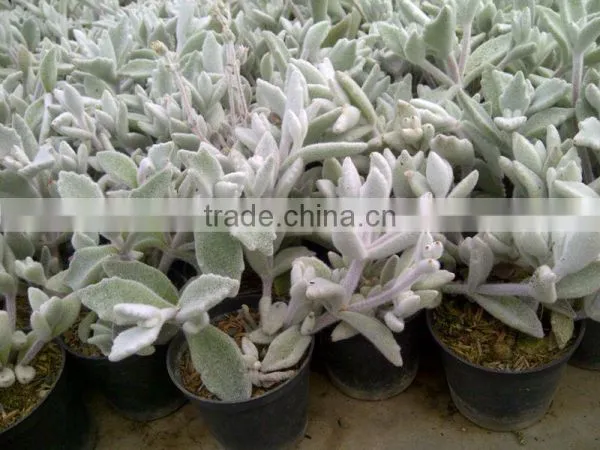 Succulent Plant Kalanchoe Eriophylla Snow photo-2