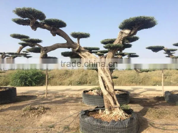 Pompon Olive Tree - Olea Europaea Pom Pon Centenary photo-3