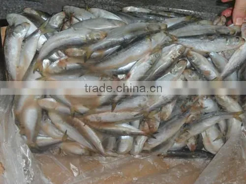 Frozen Sardines (Sardinella Longiceps) for Bait and Canning 250pcs photo-3