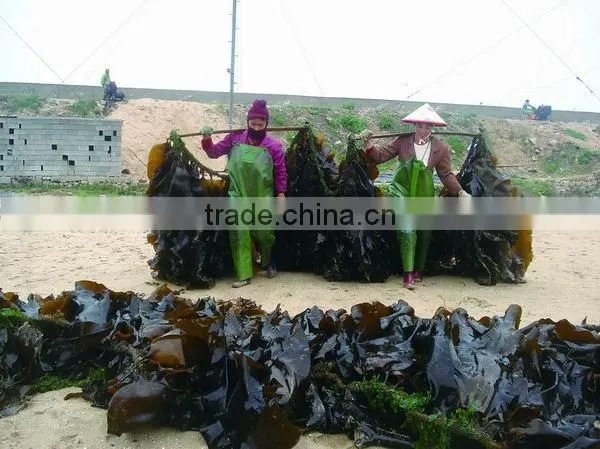 Big Sheet Fresh Water Washed Roasted Processing Dried Kelp Seaweed photo-3