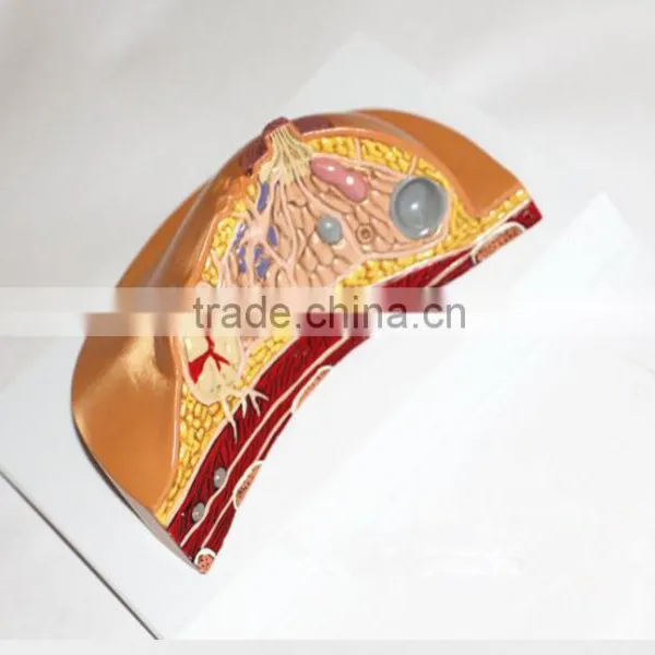 Medical Breast Disease Model Breast Anatomical Model Medical Training Model Breast Feeding Model photo-5