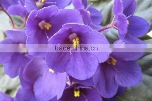 No.1 Supplier for African violet Fragrances For Incense Sticks