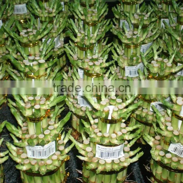 3 Layered Tower Lucky Bamboo Air Bonsai Tree Dracaena Sanderiana Indoor Ornamental Aquatic Water Plants