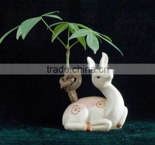 Decorative Pachira Ornamental Plants
