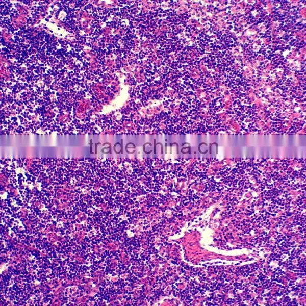 Zoology Pathology /animal Pathology Prepared Slides for Microscopes photo-2