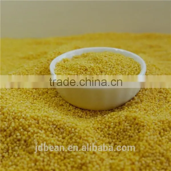 2016 Crop Glutinous Yellow Millet Sticky Millet for Rice Cake photo-4