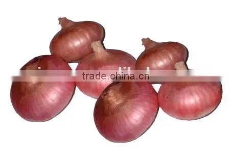 Red Onions Packing Small Size Red Onion photo-3