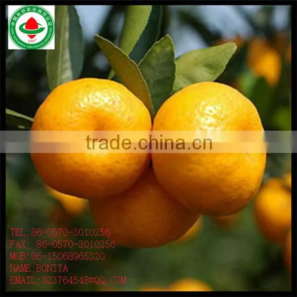 Fresh Blood Orange