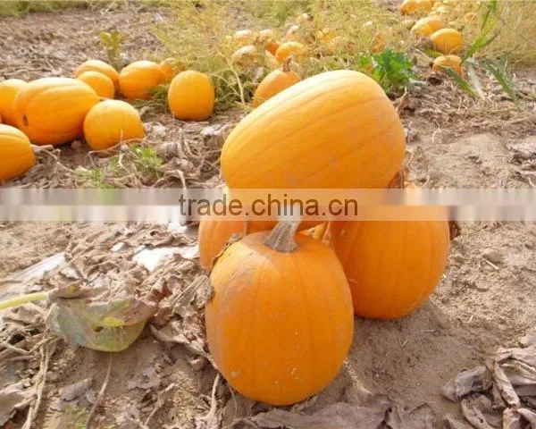 Bulk Organic Pumpkin Kernels Grow Without Shell New Export Grade photo-2
