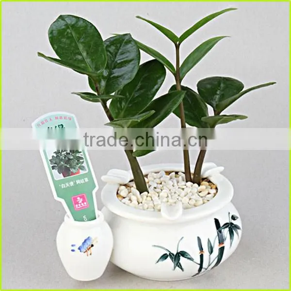 Plastic Flower Pot,colorful Plastic Flower Pots,custom Printed Flower Pots photo-5
