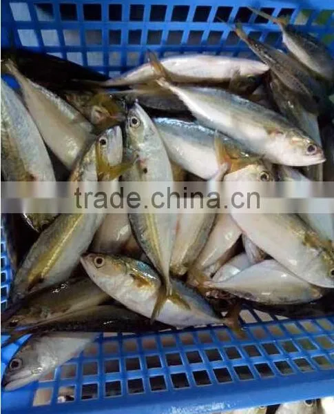 Frozen Indian Mackerel in Good Quaility