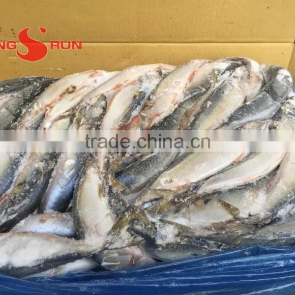 Pacific Mackerel Fish photo-4