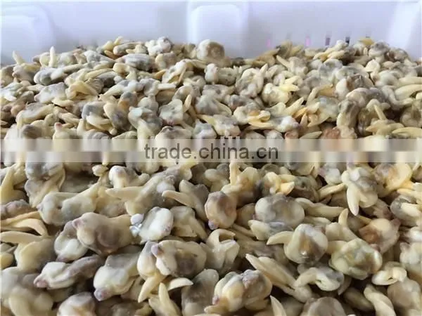 Frozen Yellow Clam Meat photo-2