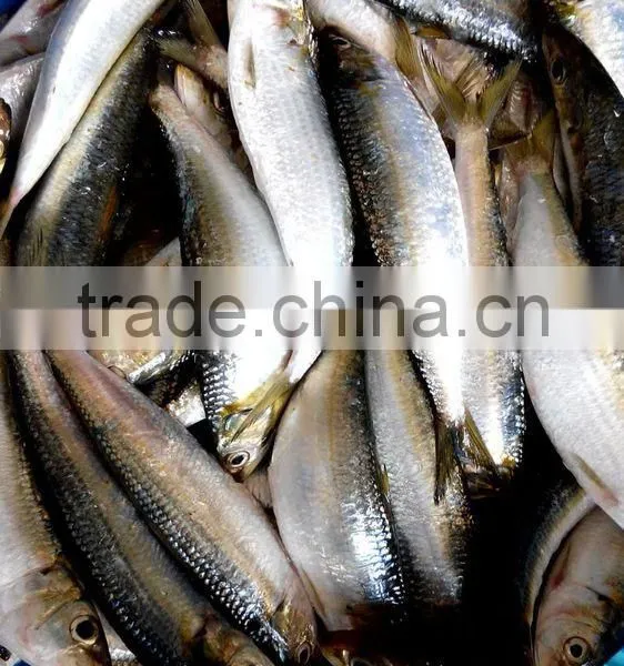 Frozen Canned Tuna Bait Sardine photo-2