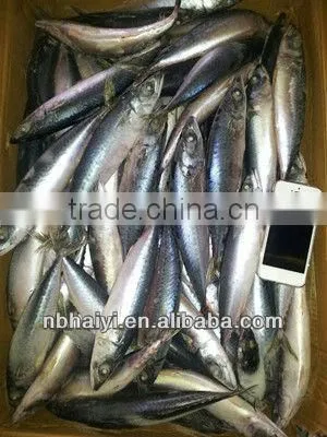 the New Catching Frozen Pacific Mackerel Was Coming 2013.7.9
