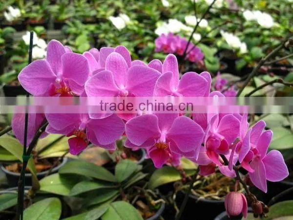 Phalaenopsis Orchid Plants flowers bloom & no flowers (CM)