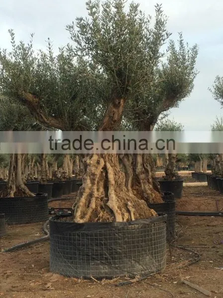 Ancient Olive Tree - Olea Europaea