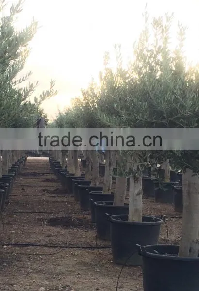 Olive Tree Young Skin Trunk - Olea Europaea "Andalucia" photo-2