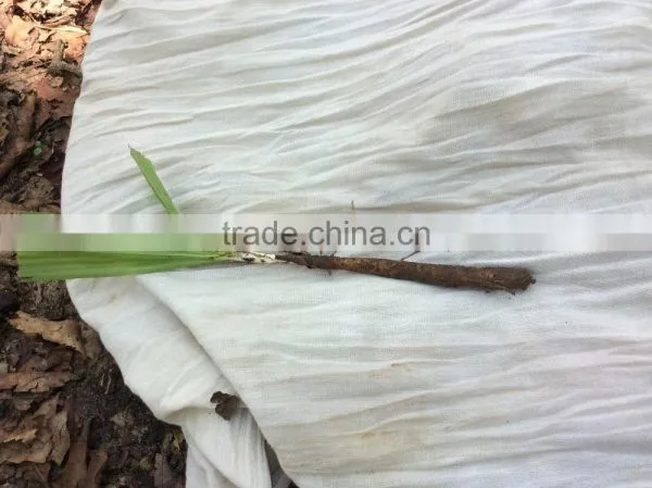 Xian Mao (Curculigo Rhizome) photo-4