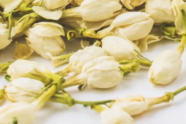 Jasmine Tea photo-3