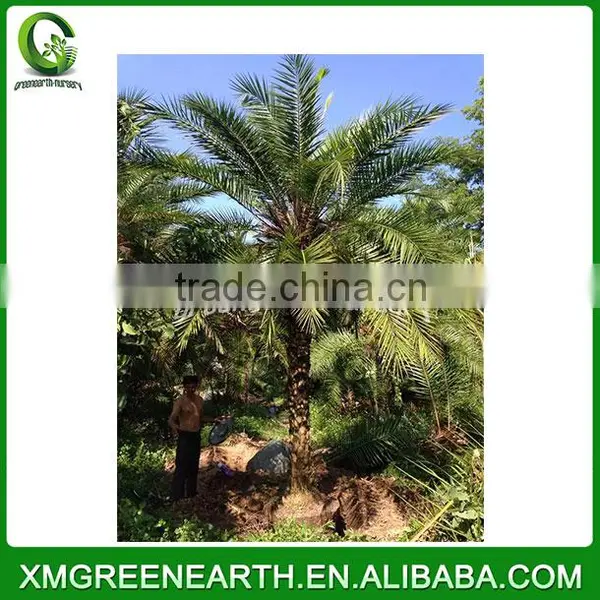 Phoenix Dactylifera Palms Trunk 3m (3) photo-3