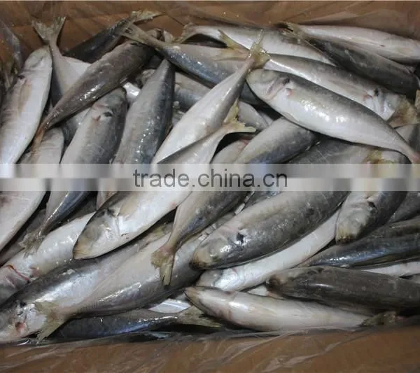 Horse Mackerel Price photo-5