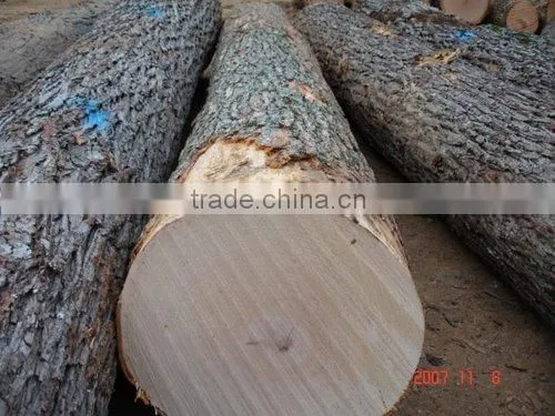 RUSSIAN Timber Log / Sawlogs /Wood Round Logs / Lumber /PINE / SPRUCE / LARCH / BIRCH photo-5