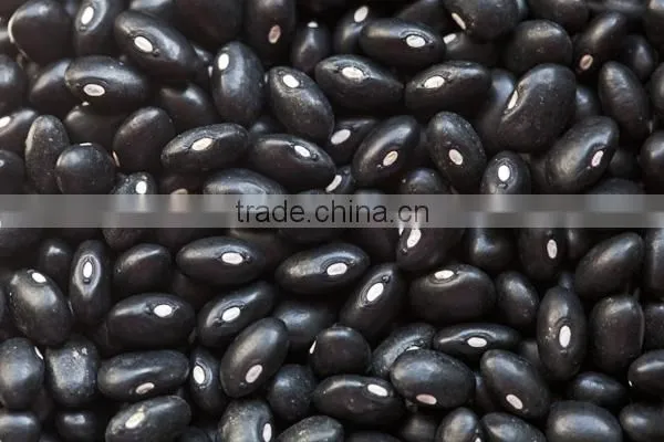 Black Beans