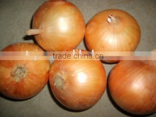 New and Bulk Crop Onion photo-5