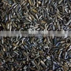 Oil Seed Niger Seed