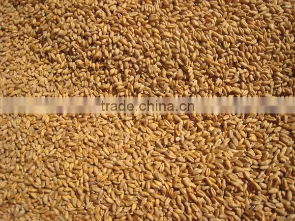 Indian Milling Wheat