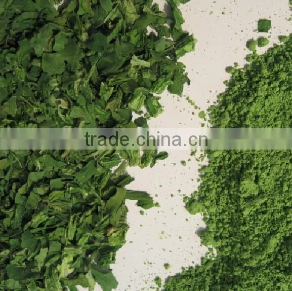 2013 New Crop Spinach Powder photo-2