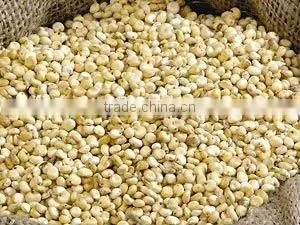 Sorghum