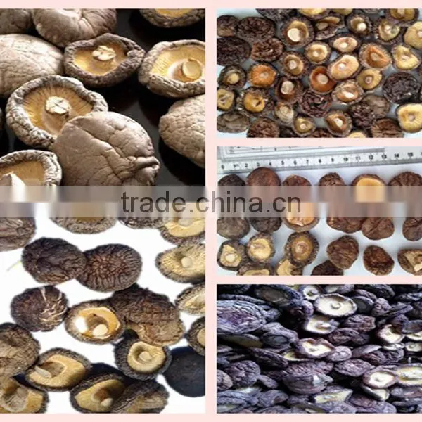 Shiitake Mushroom