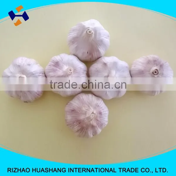 Good Quality Normal White Fresh Garlic Size5.5cm photo-3