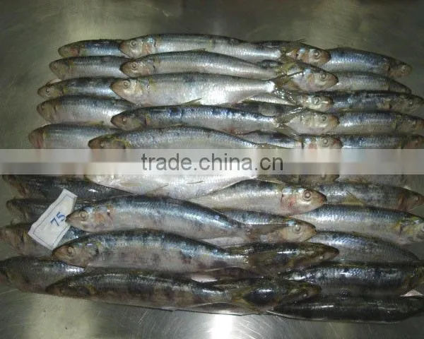 Frozen Sardines