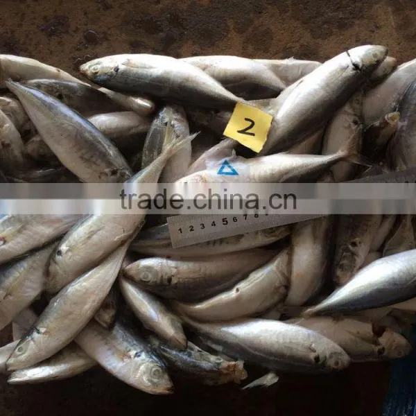 New Laning Whole Round Seafrozen Horse Mackerel for Canning With Good Quality and Competitive Price photo-4