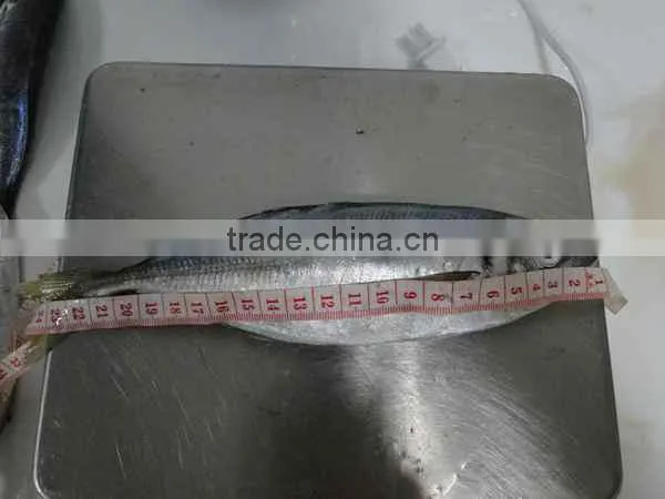 Frozen Horse Mackerel Trachurus Trachurus 20cm+ photo-2