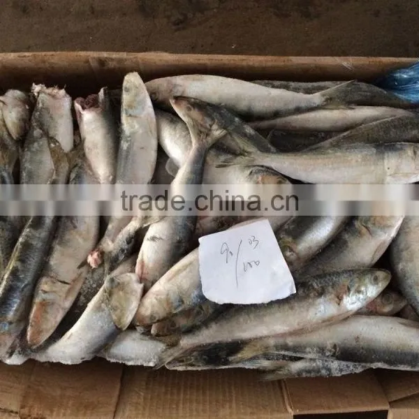 Sea Frozen Best Price Light Catching Sardina for Market photo-3