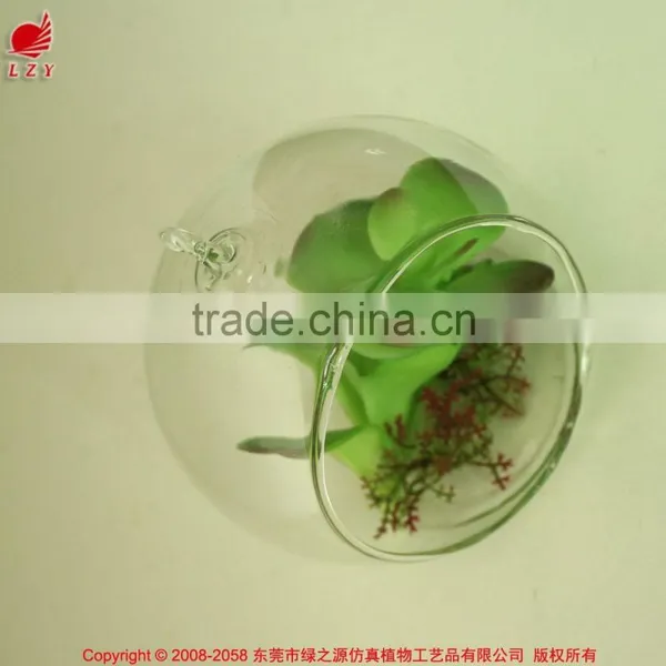 Florists New Arrival Glass Pot Succulents for Interior Decoration photo-2