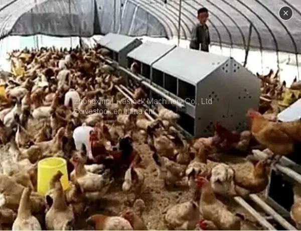 Chicken Egg Laying Nest