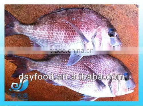 Supply New Catching Fresh Whole Seabream Fish photo-2