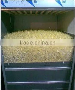 New Brand Bean Sprout Machine Soya Bean Mung Bean Black Bean photo-5
