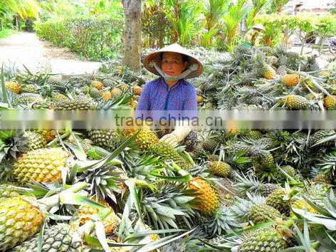 Fresh Pineapple ( Tropical Fruit) photo-5