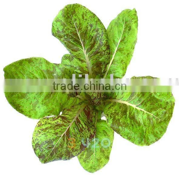 Lettuce - Cos_Flashy