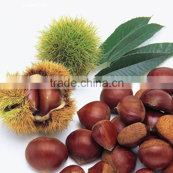 2016 Chinese Organic Fresh Raw Sweet Chestnuts for Sale photo-4