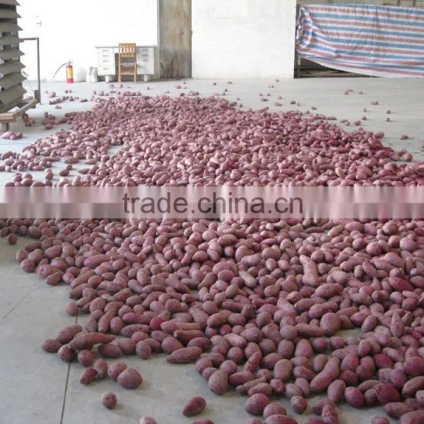 Sweet Potato Fresh Harvest Good Taste Sweet Potato photo-6