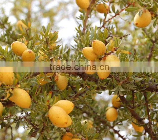Argan Oil photo-2