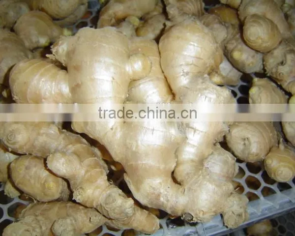 Chinese Fresh Air Dried Ginger photo-2